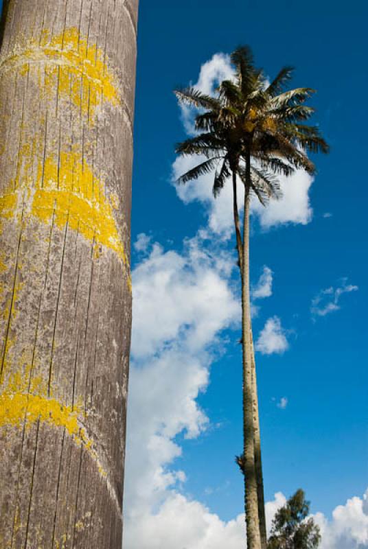 Ceroxylon quindiuense, Valle del Cocora, Salento, ...