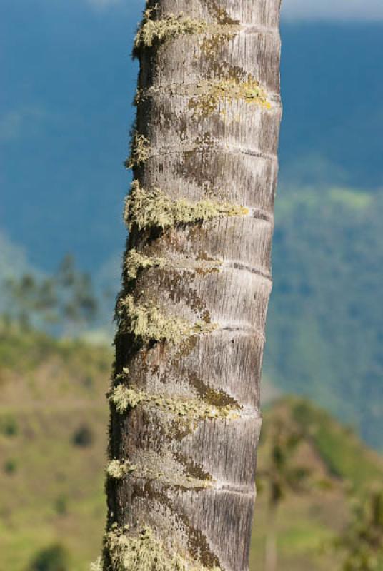 Ceroxylon quindiuense, Valle del Cocora, Salento, ...