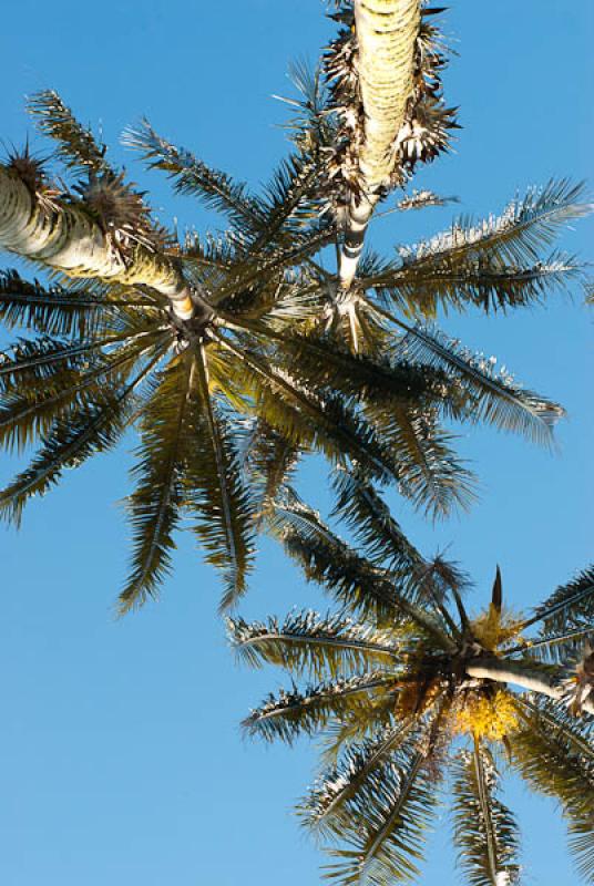 Ceroxylon quindiuense, Valle del Cocora, Salento, ...