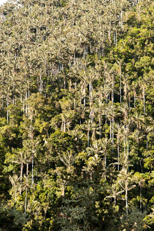 Bosque de Niebla, Reserva Natural Acaime, Salento,...