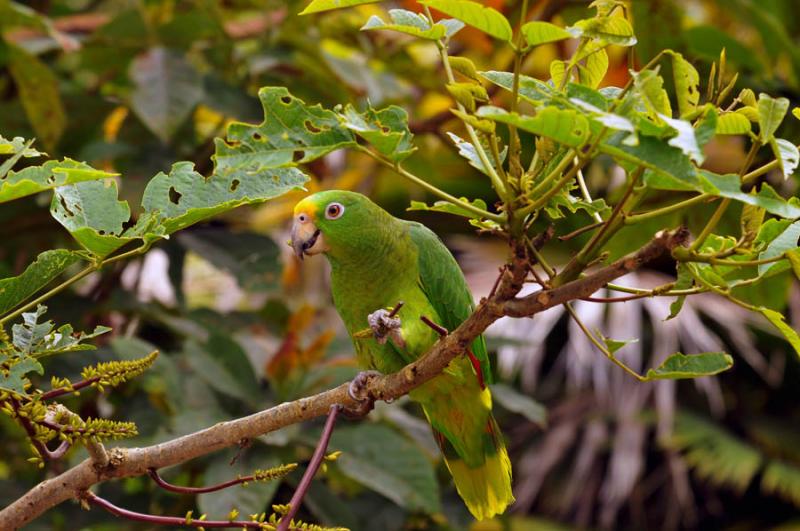 Amazona ochrocephala