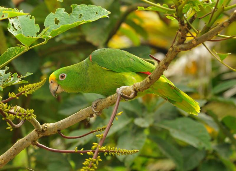 Amazona ochrocephala