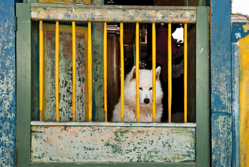 Perro Lobo Checoslovaco