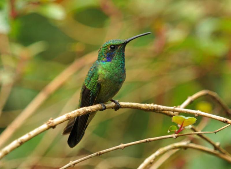 Colibri thalassinus