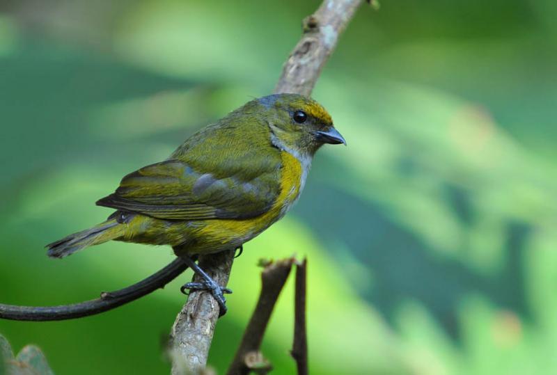 Euphonia xanthogaster