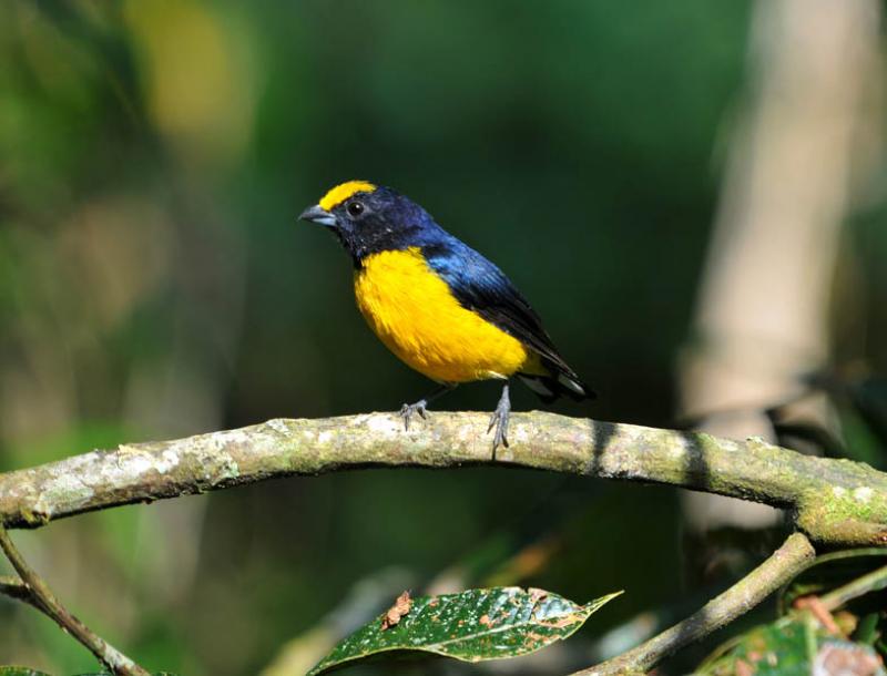 Euphonia xanthogaster