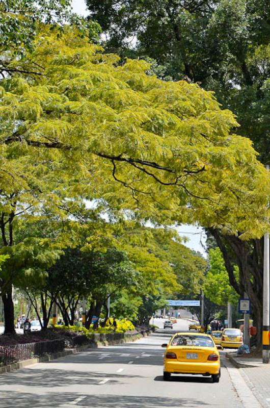 Dia Sin Carro, El Poblado, Medellin, Antioquia, Co...