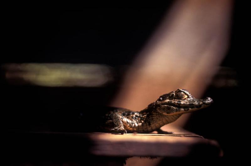 Caiman crocodilus