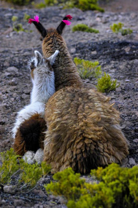 Llama con su Cria