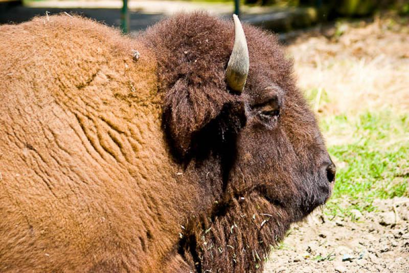 Bison bison