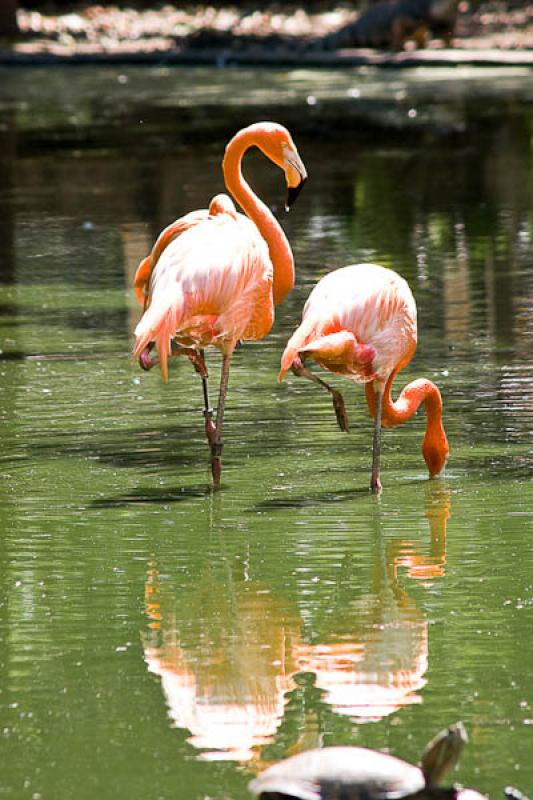 Phoenicopterus ruber