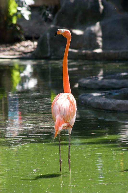 Phoenicopterus ruber