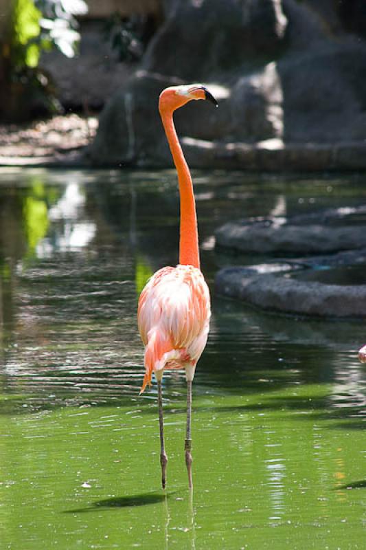 Phoenicopterus ruber