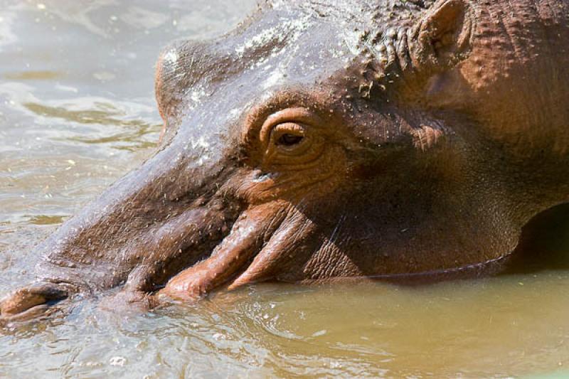 Hippopotamus amphibius