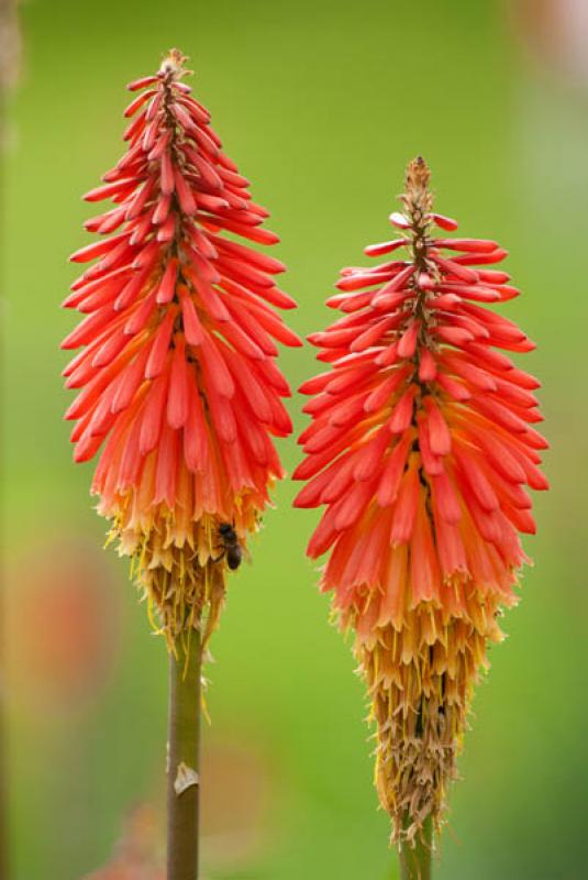 Kniphofia