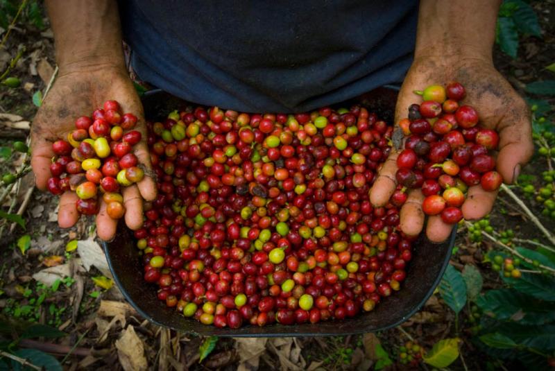 Granos de Cafe, San Juan de Pasto, Pasto, Nariño,...