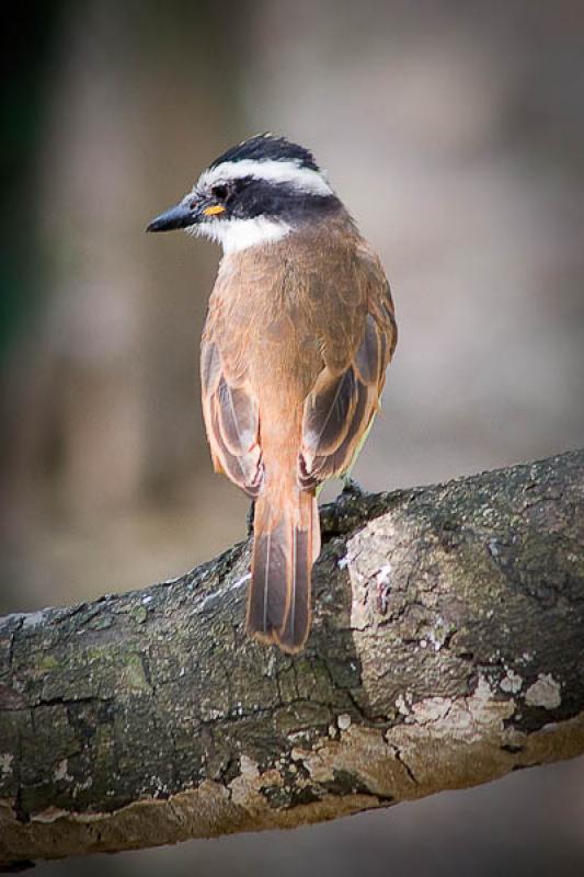 Coereba flaveola