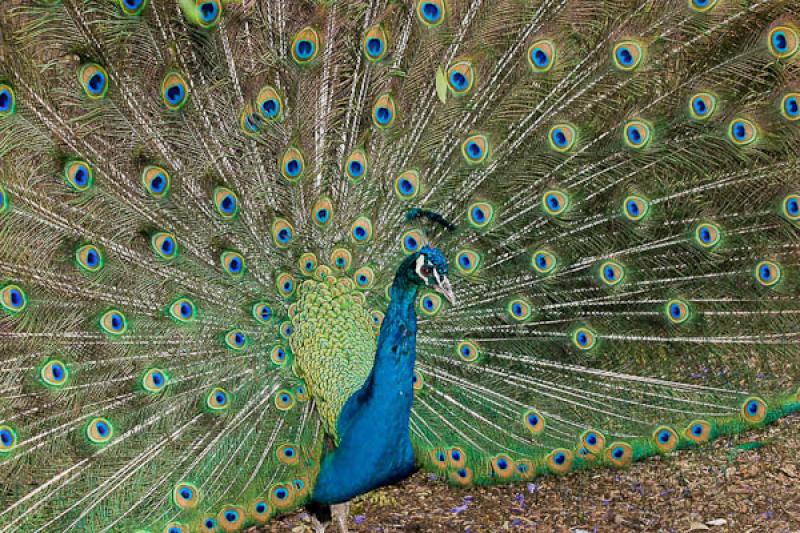 Pavo cristatus