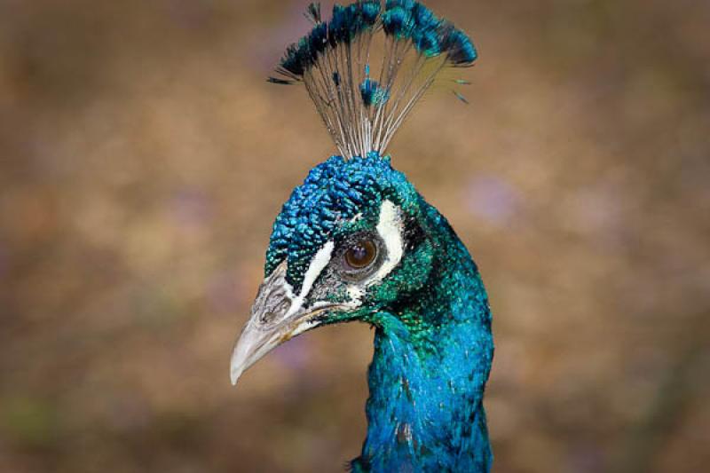 Pavo cristatus