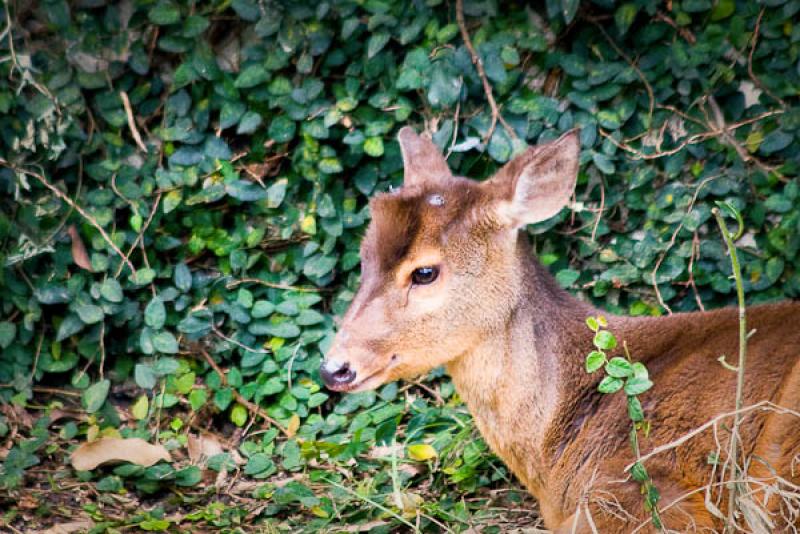 Odocoileus virginianus