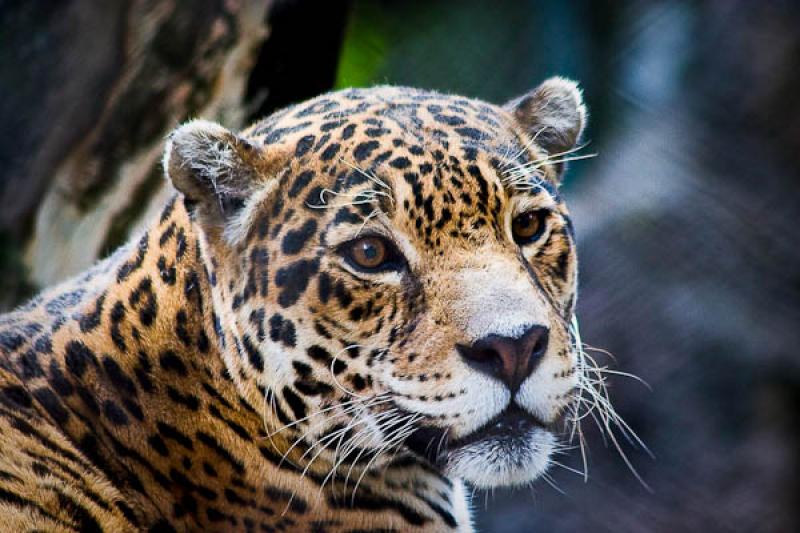 Panthera onca