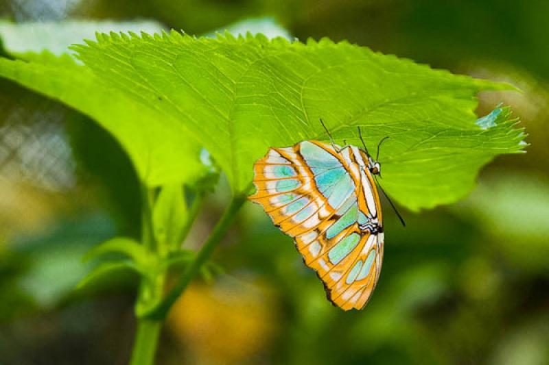 Siproeta stelenes