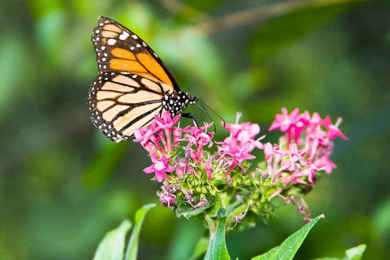 Danaus plexippus