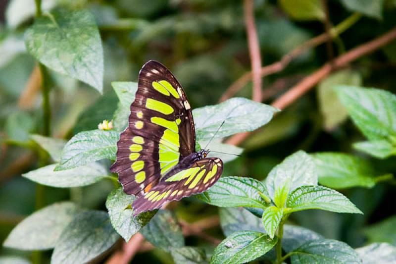 Siproeta stelenes