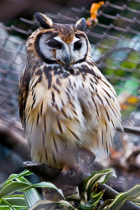 Bubo virginianus