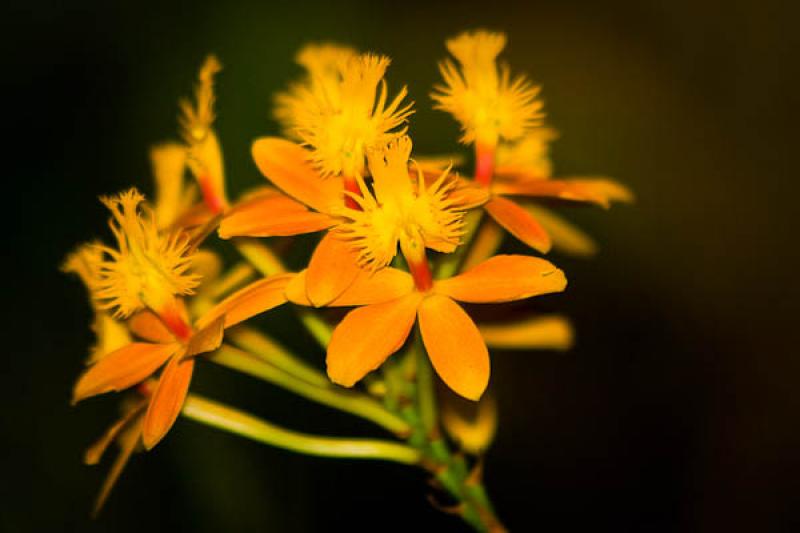 Epidendrum ibaguense