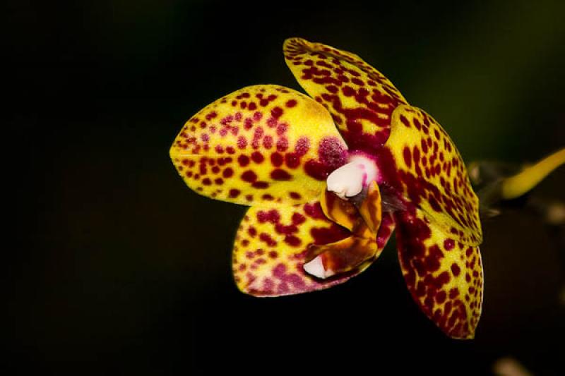 Phalaenopsis amboinensis