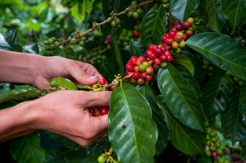 Granos de Cafe, San Juan de Pasto, Pasto, Nariño,...