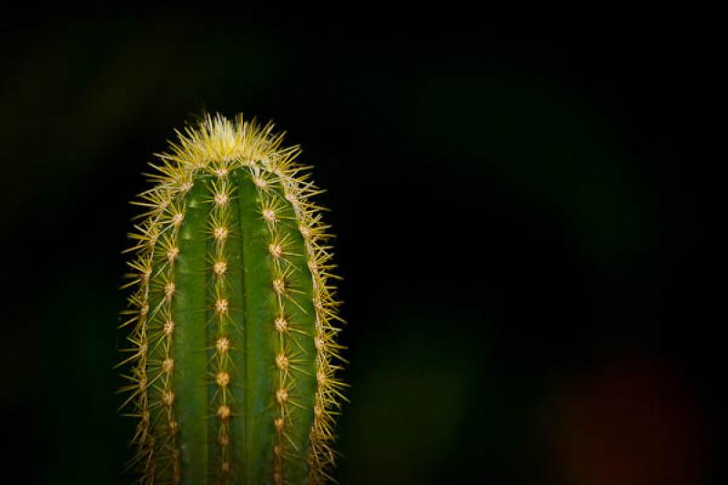 Cactaceae