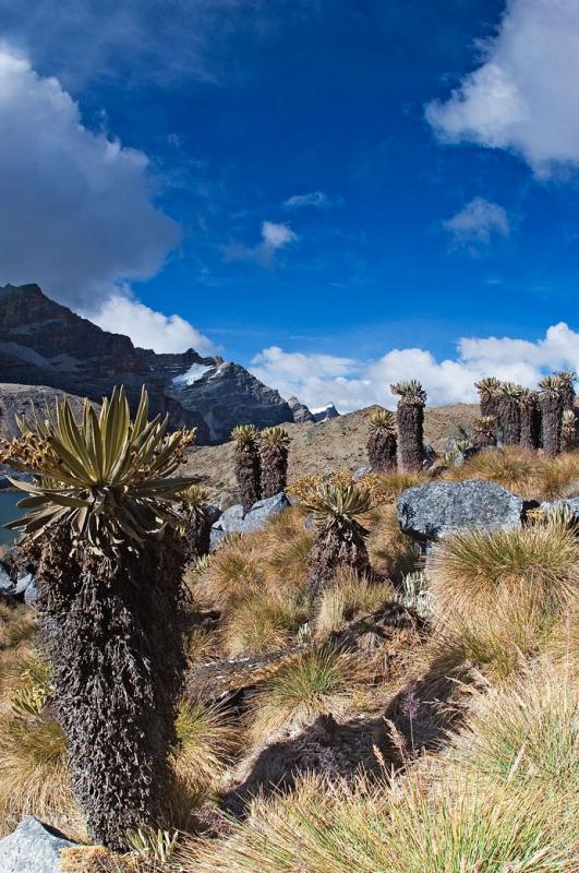 Laguna la Plaza, Sierra Nevada del Cocuy, Boyaca, ...