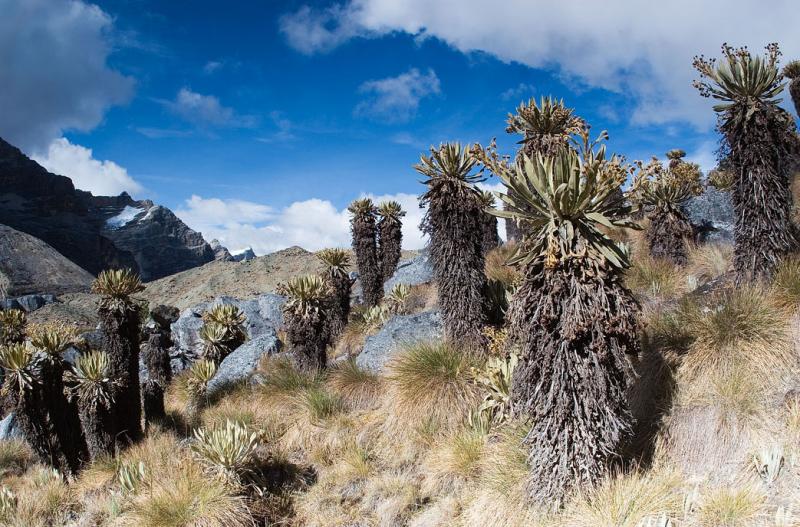 Laguna la Plaza, Sierra Nevada del Cocuy, Boyaca, ...