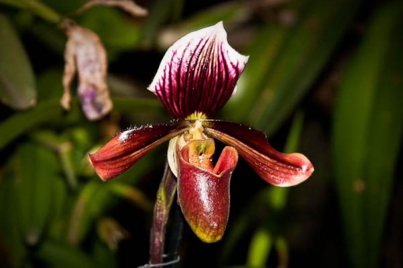 Paphiopedilum Winston Churchill