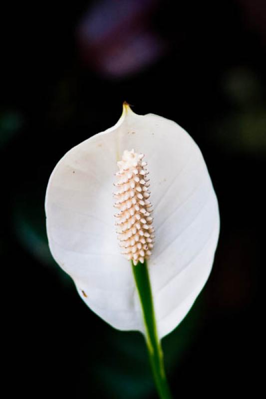 Spathiphyllum wallisii