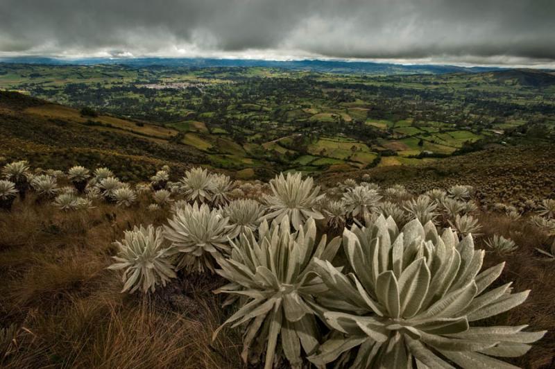 Frailejones en Cumbal, Nariño, San Juan de Pasto,...