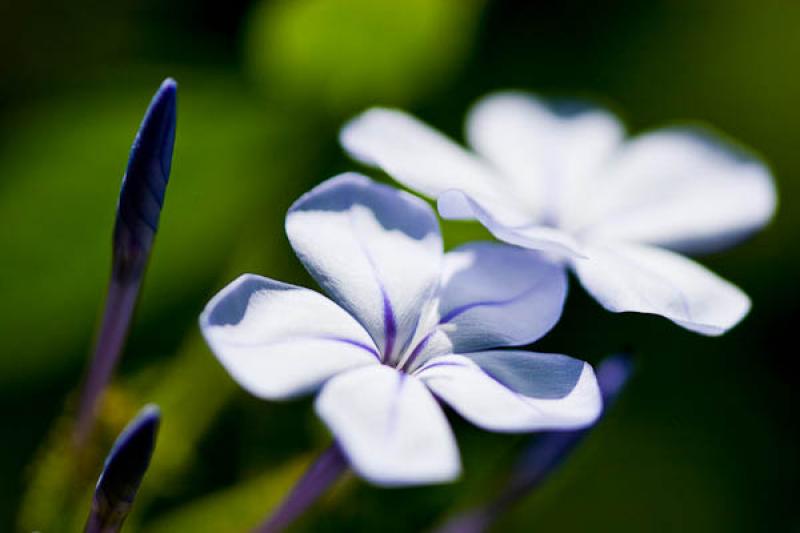 Plumbago auriculata