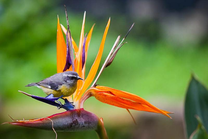 Coereba flaveola