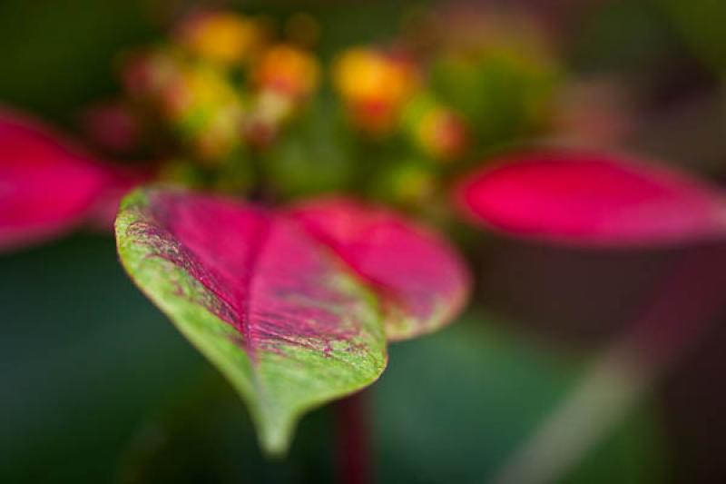 Euphorbia pulcherrima