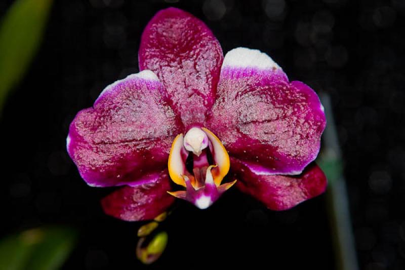 Phalaenopsis Blackjack