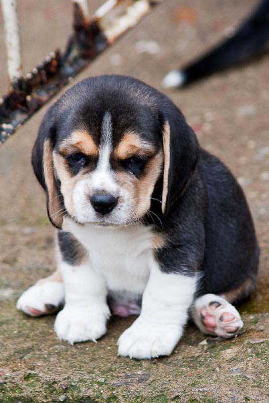 Beagle