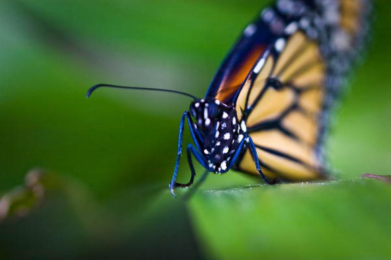 Danaus plexippus