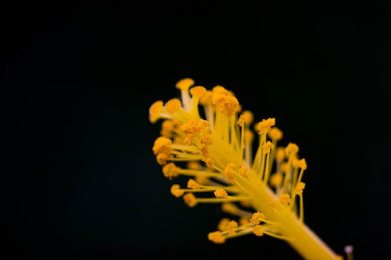 Antera de un Hibiscus