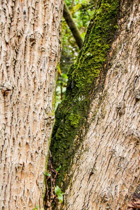 Corteza de Arbol