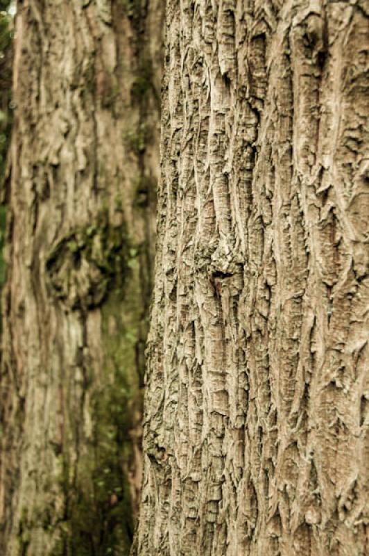 Corteza de Arbol