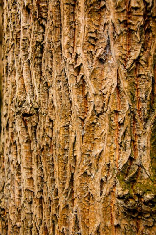 Corteza de Arbol