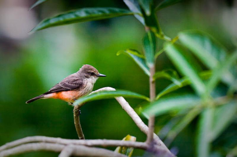 Saxicola torquata