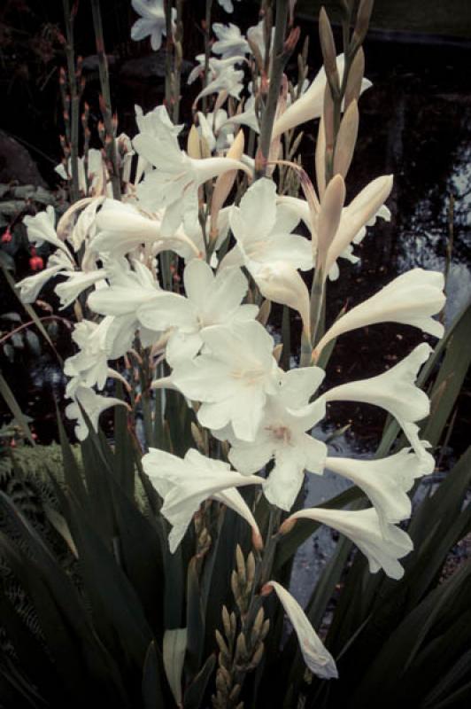 Detalle de una Flor